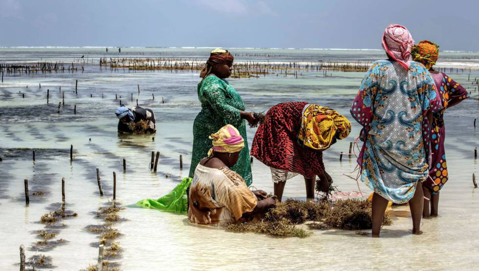 The photo shows Zanzibari seaweed farmers collecting seaweed from the sea